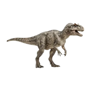 Allosaurus, a flash card photograph for children