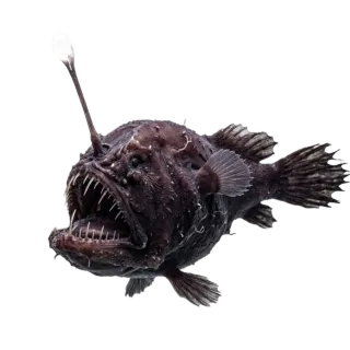 Anglerfish, a flash card photograph for children