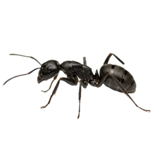 Ant, a flash card photograph for children