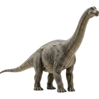 Apatosaurus, a flash card photograph for children