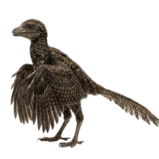 Archaeopteryx, a flash card photograph for children