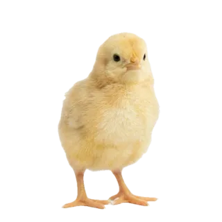Chick, a flash card photograph for children