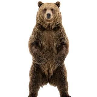 Bear, a flash card photograph for children