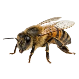 Bee, a flash card photograph for children