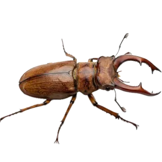 Beetle, a flash card photograph for children