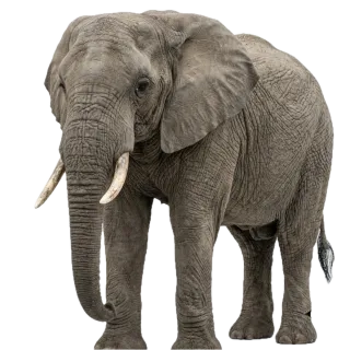 Big, a flash card photograph for children