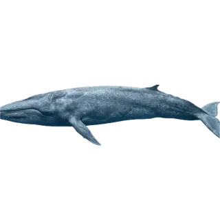 Blue whale, a flash card photograph for children