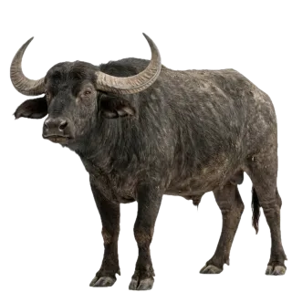 Buffalo, a flash card photograph for children