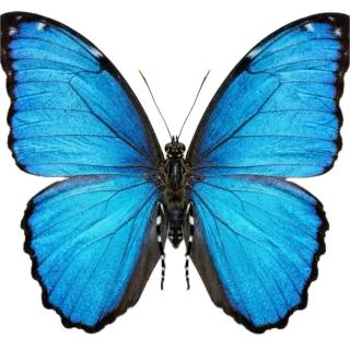 Butterfly, a flash card photograph for children
