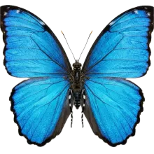 Butterfly photograph to match with its shadow