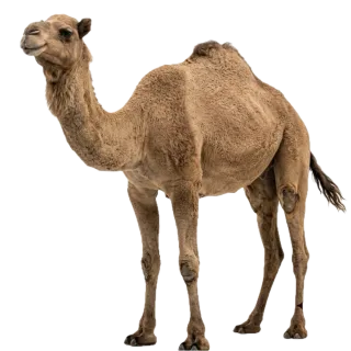 Camel, a flash card photograph for children