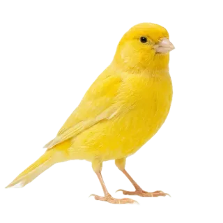 Canary, a flash card photograph for children