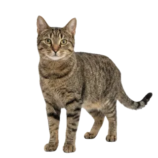Cat, a flash card photograph for children
