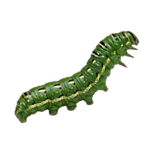 Caterpillar, a flash card photograph for children