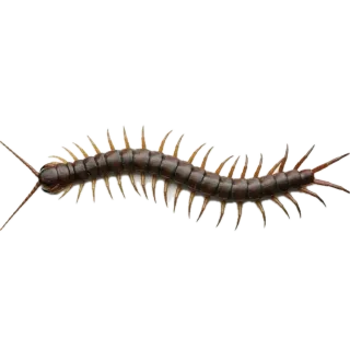 Centipede, a flash card photograph for children