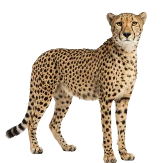 Cheetah, a flash card photograph for children