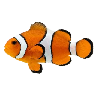 Clownfish, a flash card photograph for children