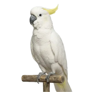 Cockatoo, a flash card photograph for children