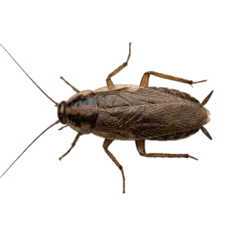 Cockroach, a flash card photograph for children