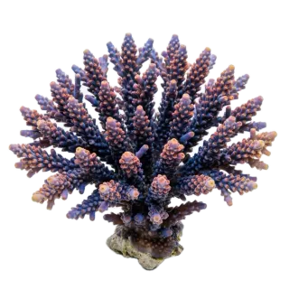 Coral, a flash card photograph for children