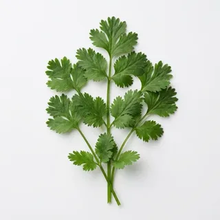 Coriander, a flash card photograph for children
