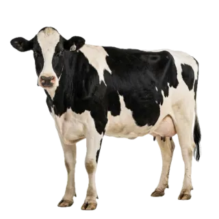 Cow, a flash card photograph for children