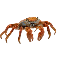 Crab