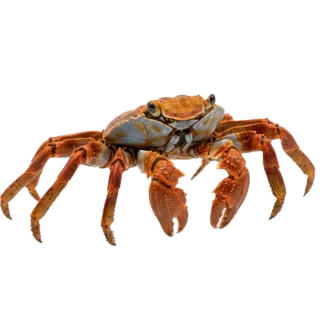 Crab, a flash card photograph for children
