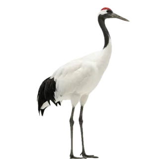 Crane, a flash card photograph for children