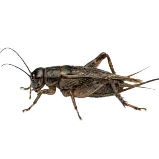 Cricket, a flash card photograph for children