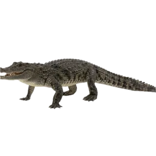 Crocodile, a flash card photograph for children