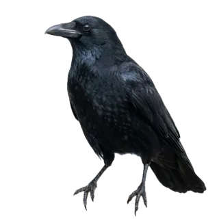 Crow, a flash card photograph for children