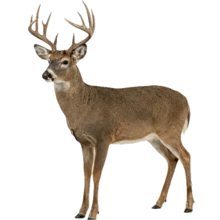 Deer, a flash card photograph for children
