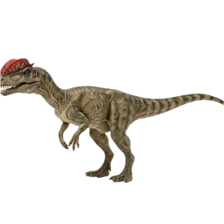 Dilophosaurus, a flash card photograph for children