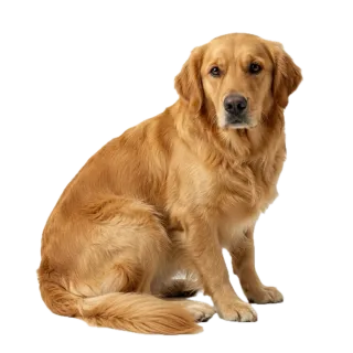 Dog, a flash card photograph for children