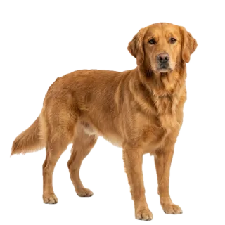 Dog, a flash card photograph for children