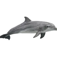 Dolphin