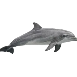 Dolphin, a flash card photograph for children
