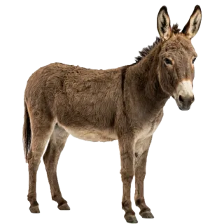 Donkey, a flash card photograph for children