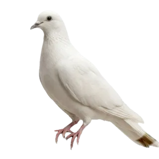 Dove, a flash card photograph for children