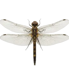 Dragonfly photograph to match with its shadow