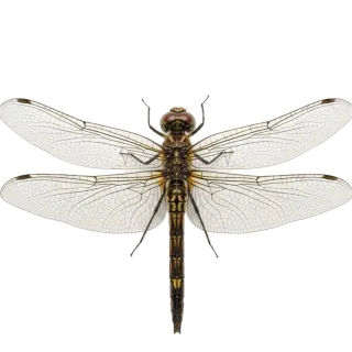 Dragonfly, a flash card photograph for children