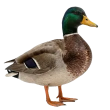 Duck photograph to match with its shadow