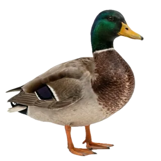 Duck, a flash card photograph for children