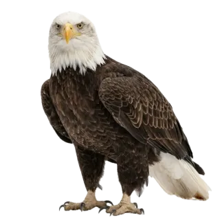 Eagle, a flash card photograph for children