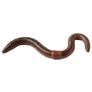 Worm, a flash card photograph for children