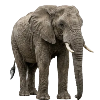 Elephant, a flash card photograph for children