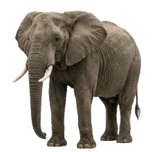 Elephant photograph to match with its shadow