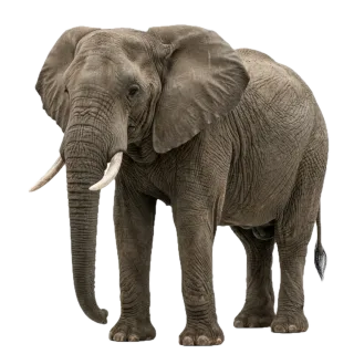 Elephant, a flash card photograph for children