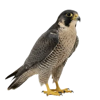 Falcon, a flash card photograph for children